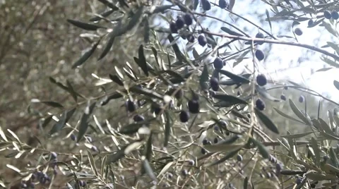 Olive Tree Stock Footage 44642693