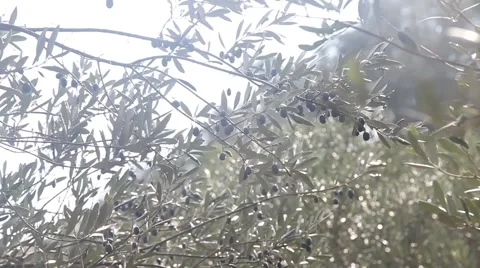 Olive Tree Stock Footage 44642714