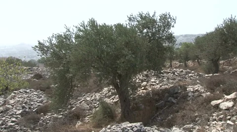 Olive tree Video stock 49686043