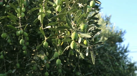 Olive tree Stock Footage 54519117