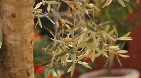 Olive tree Stock Footage 54643237