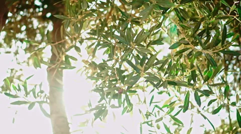 Olive Tree Stock Footage 54674301