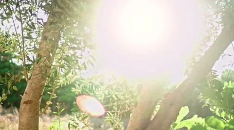 Olive Tree Stock Footage 54674575
