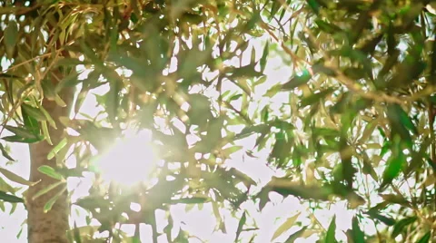 Olive Tree Stock Footage 54674859