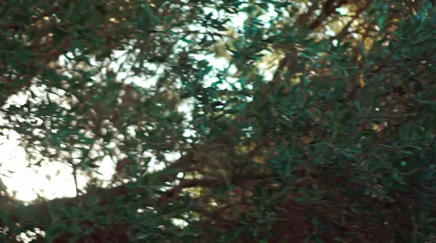 Olive Tree Stock Footage 54675167
