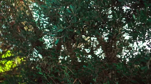 Olive Tree Stock Footage 54675238