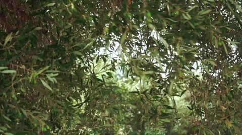Olive Tree Video stock 54675391