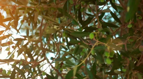 Olive Tree Stock Footage 54675591