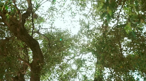 Olive Tree Stock-Footage 54675685