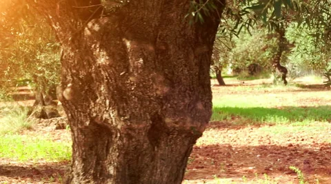 Olive Tree Vídeos de archivo 54675789