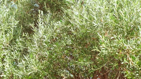 Olive Tree Stock Footage 54676006