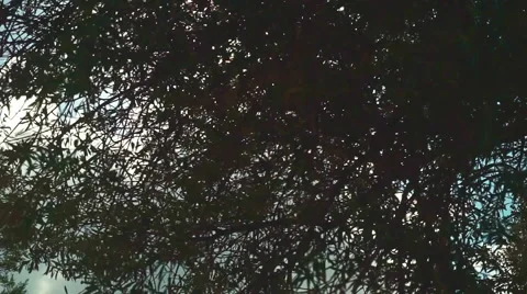 Olive Tree Stock-Footage 54676118