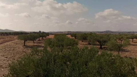 Olive Tree Stock Footage 100464347