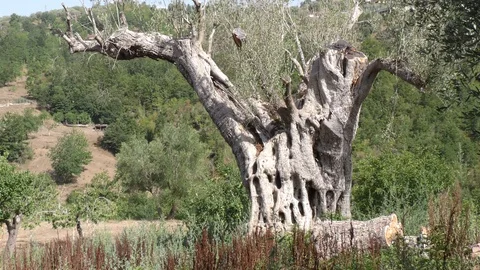 Olive tree Stock Footage 104329376