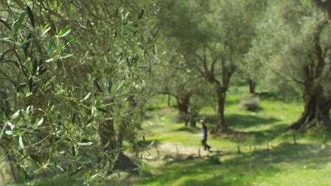 Olive tree Vidéo 111575414