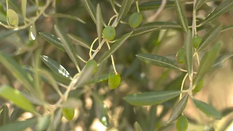 Olive tree Stock Footage 112787154