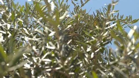 Olive tree Stock Footage 112787276