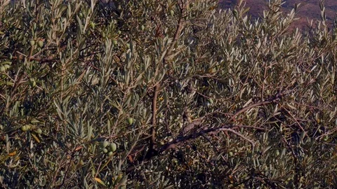 Olive tree Stock Footage 115215633