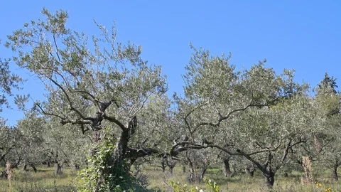 Olive on a tree Stock Footage 119757767