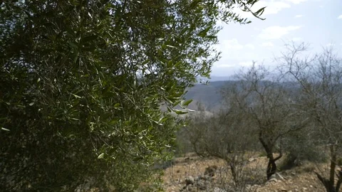 Olive tree Stock Footage 122150451