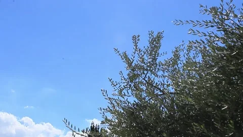 Olive tree Stock Footage 138757938