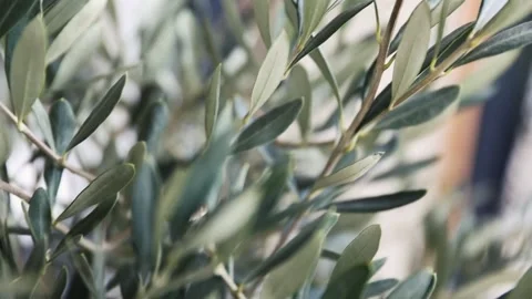 Olive tree Stock Footage 141504945