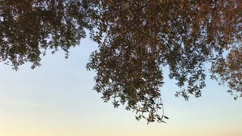 OLIVE TREE Stock Footage 150304790
