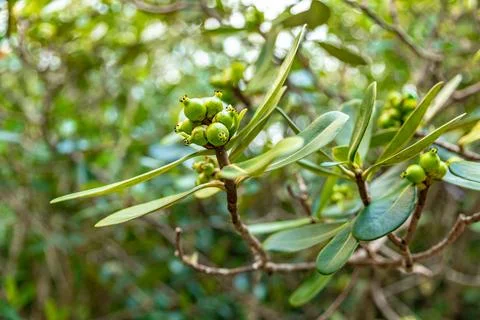 Olive tree in the forest Stock Photos