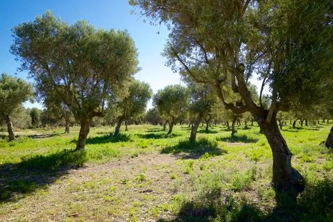 Olive tree forest in Spain Fotos de archivo