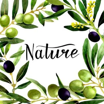 Olive tree frame in a watercolor style isolated Stock Illustration