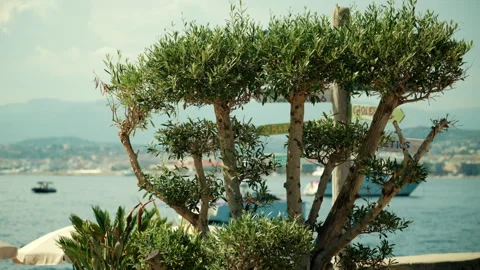 Olive tree framing a view of the mediterranean sea with city buildings, a boat, Stock Footage 339819153
