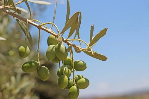 Olive tree with free space on the right. Blue sky in the background. Stock Photos