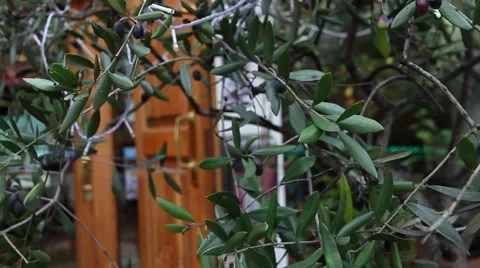 Olive tree in front of the cafe Stock Footage 62427605