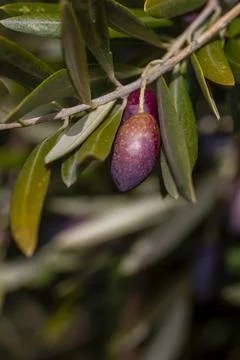 Olive tree fruit Stock Photos