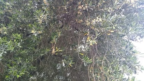 Olive tree in full bloom Vídeos de archivo 308636695