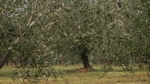 Olive Tree with Full Canopy in Daylight Stock Footage 332128531