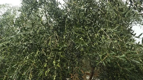 Olive tree full of olives. 4K Stock Footage 139810469