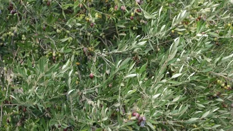 Olive tree full with olives. Olive branches with fruits on them. Olives harve Stock Footage 119676512