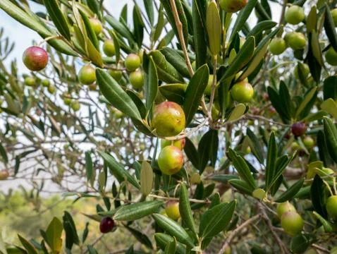 Olive tree full of olives 库存照片