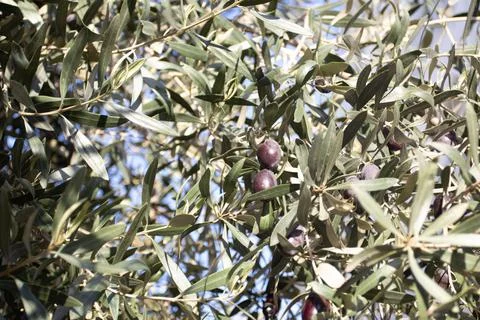 Olive tree full of olives Stock Photos