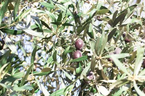 Olive tree full of olives Stock Photos