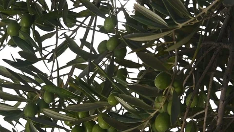 Olive tree full of ripe olives before harvest. Stock Footage 116386133