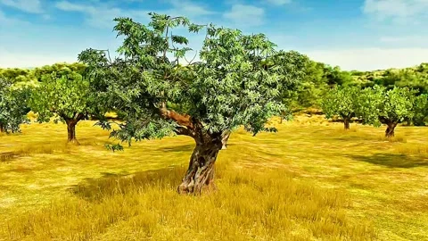 Olive tree garden 3D view Stock Footage 322523989