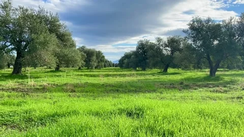 Olive tree garden in Cyprus. Sunny island in winter,green grass field Stock Footage 167377544