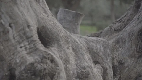 Olive tree in the Garden of Gathsemene Stock Footage 101639082
