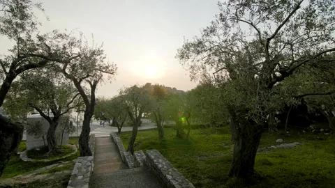 An olive tree garden in Montenegro. Stock Footage 295866533