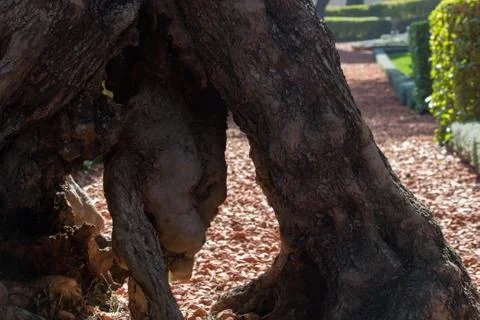 Olive tree in the garden Stock Photos