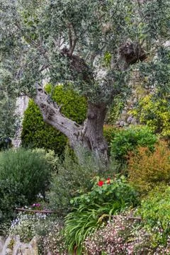Olive tree in the garden Stock Photos