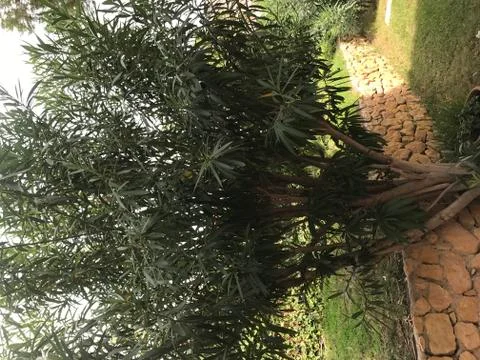 Olive tree in a garden Stock Photos