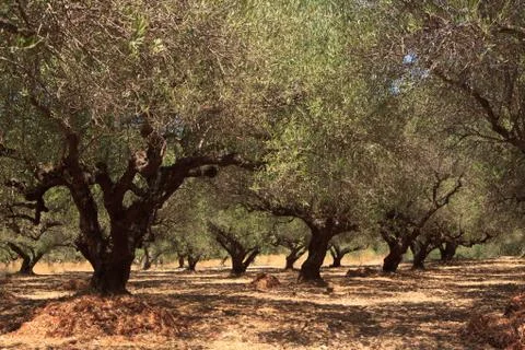 Olive tree garden Stock Photos